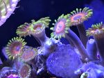 Automate Your Coral Reef Tank with Raspberry Pi